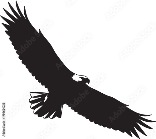 Silhouette of a bald eagle in flight against a white background bird wings