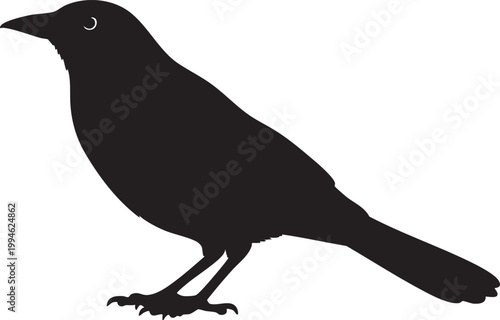 Silhouette of glossy black common grackle bird perched on branch bird silhouette black bird