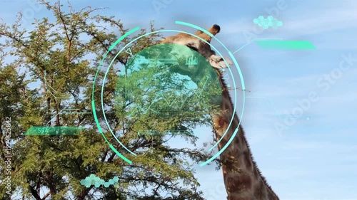Adult giraffe reaching into canopy after spotting leaves, teal HUD tracking nibbling for research