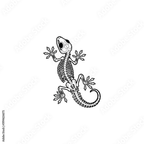 An illustration shows a skeleton lizard climbing up with its claws outstretched on a white background.