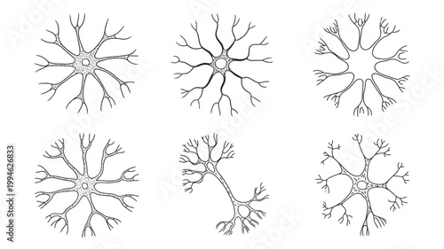 A collection of six detailed black and white illustrations depicts neuron structures showcasing dendritic branching patterns and cellular forms high quality professional modern elegant stylish clean