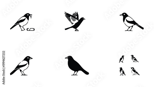 Avian Studies: A series of illustrations of the sleek avian creatures. The simple yet striking designs show this bird in various poses.