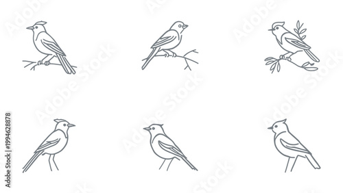 Ornithological Sketch Collection: A delicate array of bird illustrations in elegant line art, portraying avian grace and form.