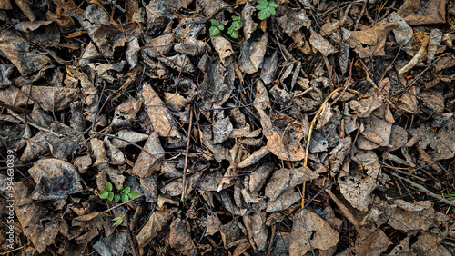 Tablou pe pânză a ground-level view of decomposing fallen leaves, commonly known as leaf litter or mulch