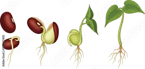 Bean plant growth stages showing seed germination and development of roots leaves and stem in sequence
