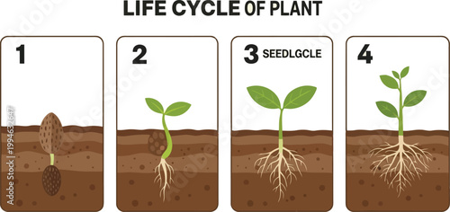 Visual illustration of plant life cycle stages from seed germination to seedling growth in soil