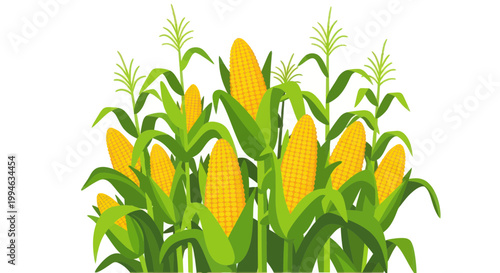 Field of Ripe Corn Cobs and Green Stalks on White Background