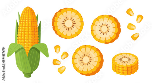 Fresh Corn Cob and Slices with Kernels - Healthy Food Illustration