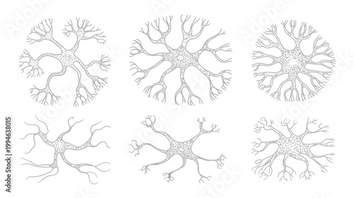 A detailed illustration showcases six neurons with branching dendrites and a central cell body depicted in a scientific style high quality professional modern elegant stylish clean