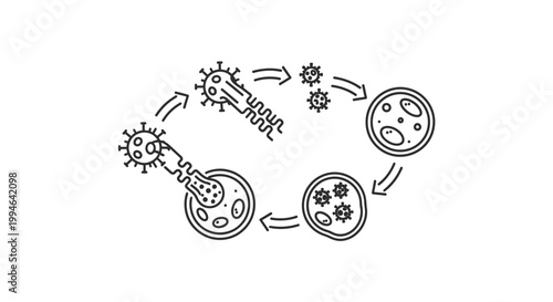 Virus Replication Cycle Diagram: Infection, Reproduction, and Release