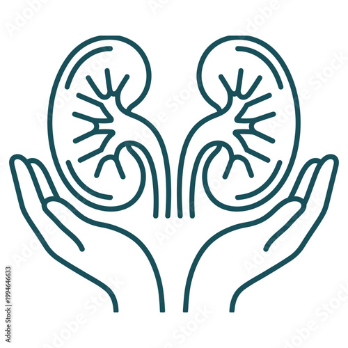 Kidney donation and transplant concept with two hands holding human organs.