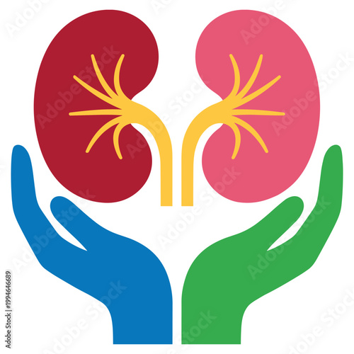 Kidney donation and transplant concept with two hands holding human organs.