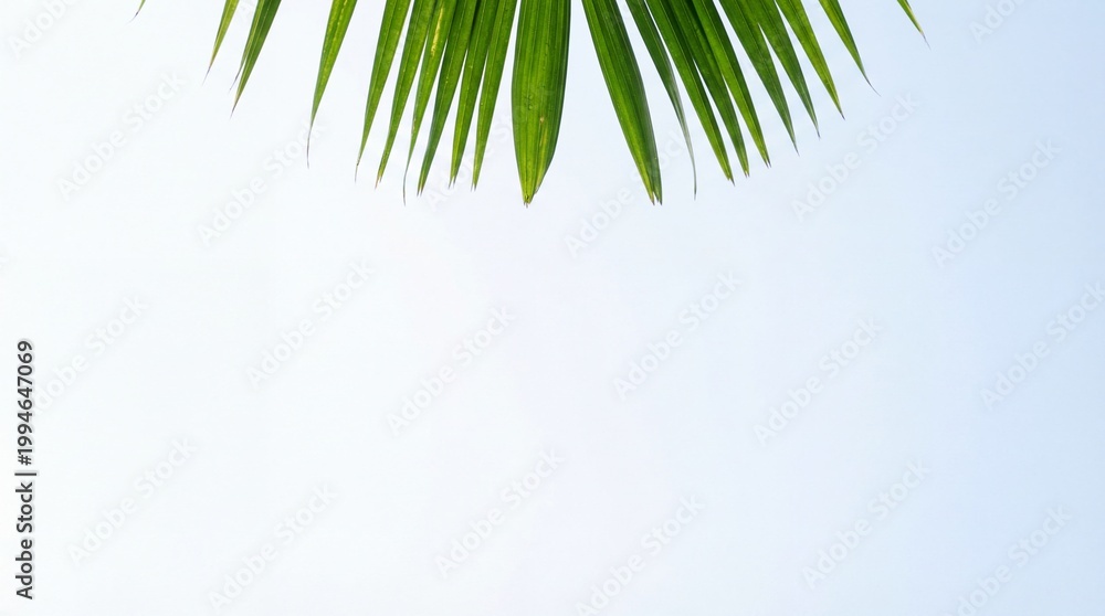 Fototapeta premium Green palm leaf hanging against a bright clear blue sky background