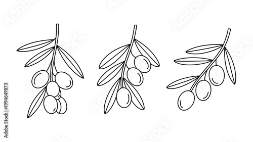 A simple black and white illustration depicts three olive branches each bearing multiple rounded olives and slender elongated leaves high quality professional detailed modern elegant stylish