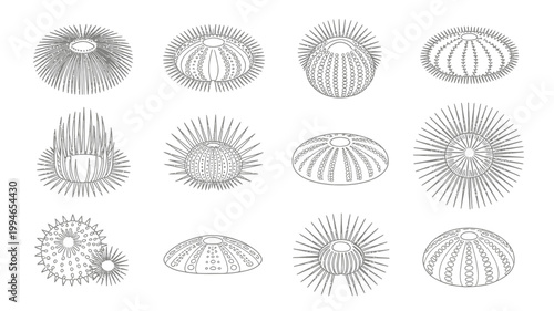 A collection of detailed black and white illustrations depicts various sea urchin species showcasing their diverse spine arrangements and shell patterns high quality professional modern elegant