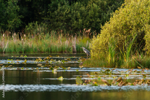 Gray heron sitting by the lake