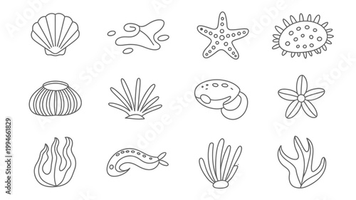 A collection of hand drawn black and white line art illustrations depicting various seashells starfish and other marine life forms high quality professional detailed modern elegant