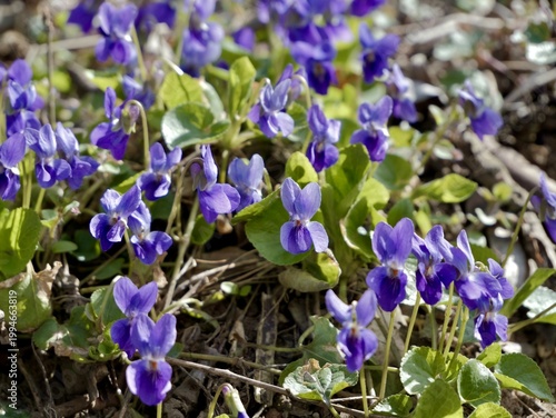 Sweet violet (Viola odorata) with flowers, also known as wood violet and English violet, Poland