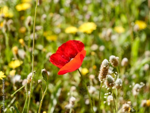 Corn poppy (Papaver rhoeas) flowering in the wild, also known as common poppy, field poppy and Flanders poppy