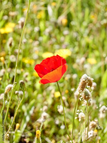 Corn poppy (Papaver rhoeas) flowering in the wild, also known as common poppy, field poppy and Flanders poppy