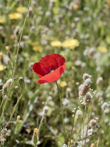 Corn poppy (Papaver rhoeas) flowering in the wild, also known as common poppy, field poppy and Flanders poppy