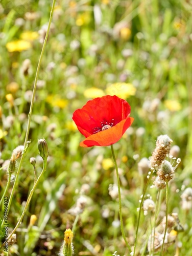 Corn poppy (Papaver rhoeas) flowering in the wild, also known as common poppy, field poppy and Flanders poppy