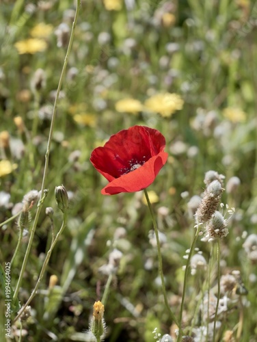 Corn poppy (Papaver rhoeas) flowering in the wild, also known as common poppy, field poppy and Flanders poppy