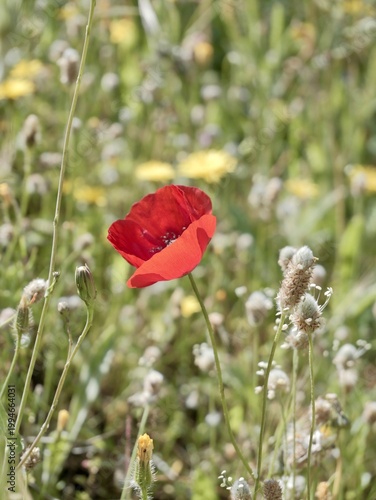 Corn poppy (Papaver rhoeas) flowering in the wild, also known as common poppy, field poppy and Flanders poppy