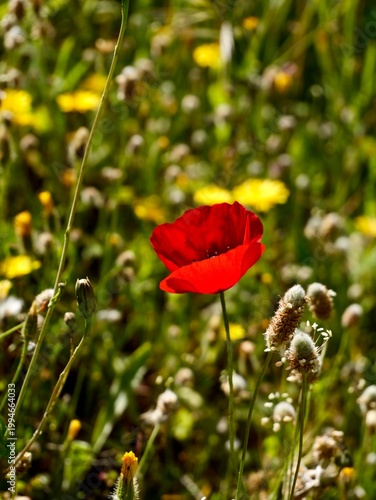 Corn poppy (Papaver rhoeas) flowering in the wild, also known as common poppy, field poppy and Flanders poppy