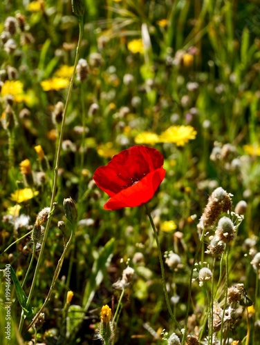Corn poppy (Papaver rhoeas) flowering in the wild, also known as common poppy, field poppy and Flanders poppy
