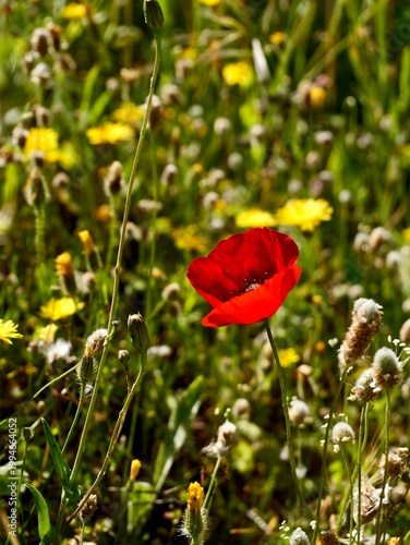 Corn poppy (Papaver rhoeas) flowering in the wild, also known as common poppy, field poppy and Flanders poppy