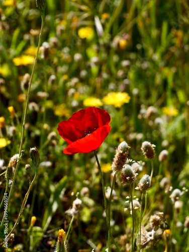 Corn poppy (Papaver rhoeas) flowering in the wild, also known as common poppy, field poppy and Flanders poppy