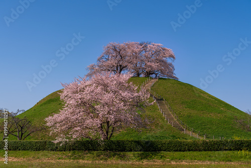 Obraz na płótnie 桜咲くさきたま古墳公園