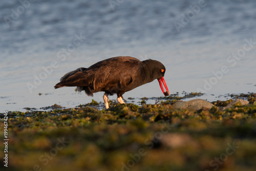 Blackish oystercatcher ,Haematopus ater, Puerto Deseado Nature Reserve, Santa Cruz Province, Patagonia , Argentina.