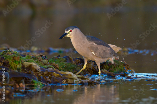 Black crowned Night heron,Nycticorax nycticorax , in intertidal environment, Puerto Deseado Santa Cruz, Patagonia, Argentina.