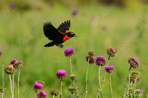 White browed meadowlark, Leistes superciliaris, in grassland environment, La Pampa Province, Argentina.