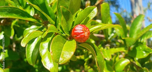 Red pomegranate fruit on a tree branch. Pomegranate tree in the garden. Fruits and berries.
