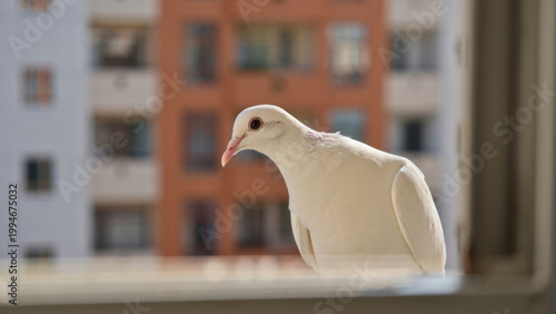 Peaceful white pigeon or dove perched on window sill urban apartment building with blurred residential background representing city nature wildlife and morning serene atmosphere in residential area