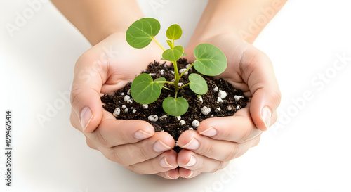 Hands holding seedling nurturing new life and growth