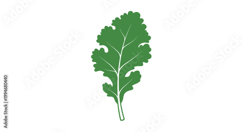 Green leafy vegetable plant closeup.