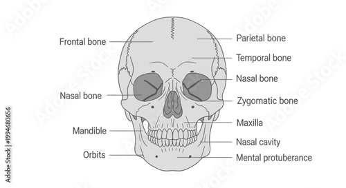 Human Skull Anatomy Medical Diagram.