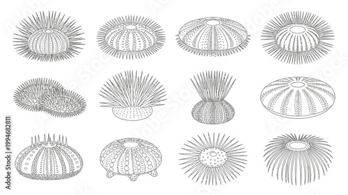 Valokuva A vintage illustration depicts various sea urchin species showcasing their diver
