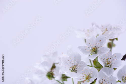 Cherry tree blossoms against soft white background. White spring flowers close-up. Soft focus spring seasonal background.