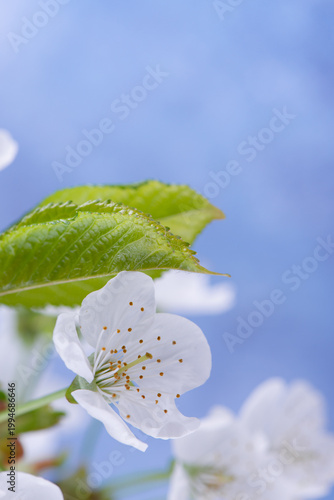 Cherry tree blossoms against blurred blue background. White spring flowers close-up. Soft focus spring seasonal background.