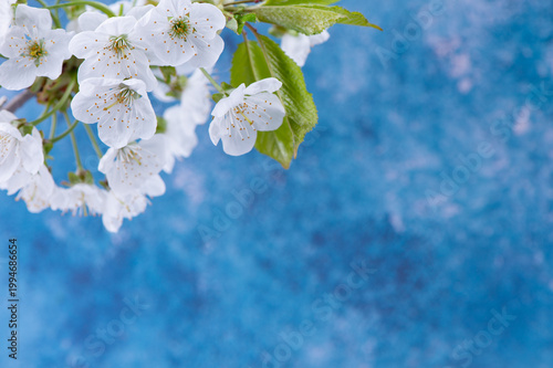 Cherry tree blossoms against blurred blue background. White spring flowers close-up. Soft focus spring seasonal background.