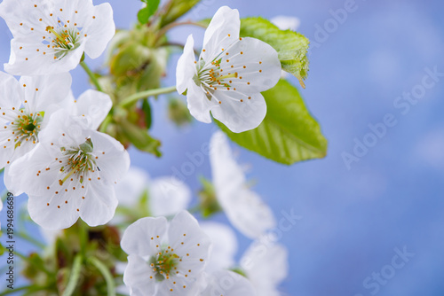 Cherry tree blossoms against blurred blue background. White spring flowers close-up. Soft focus spring seasonal background.