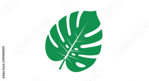 Green Tropical Monstera Leaf Closeup.