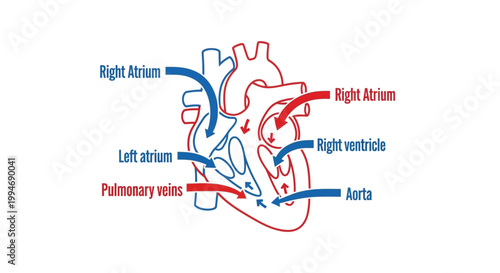 Human heart anatomy with labeled parts.