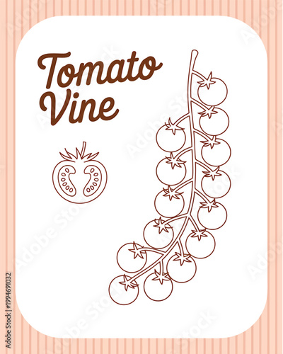 Simple line art illustration of a ripe tomato vine with a sliced tomato detail