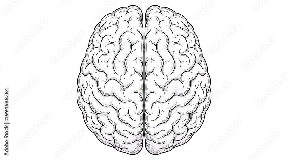 Fototapeta premium An illustration of a human brain with detailed folds and crevices on its surface